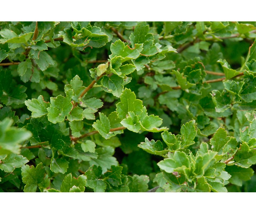 Green Mound Alpine Currant